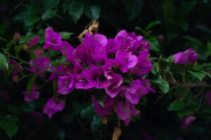 Arbusto con varias flores moradas