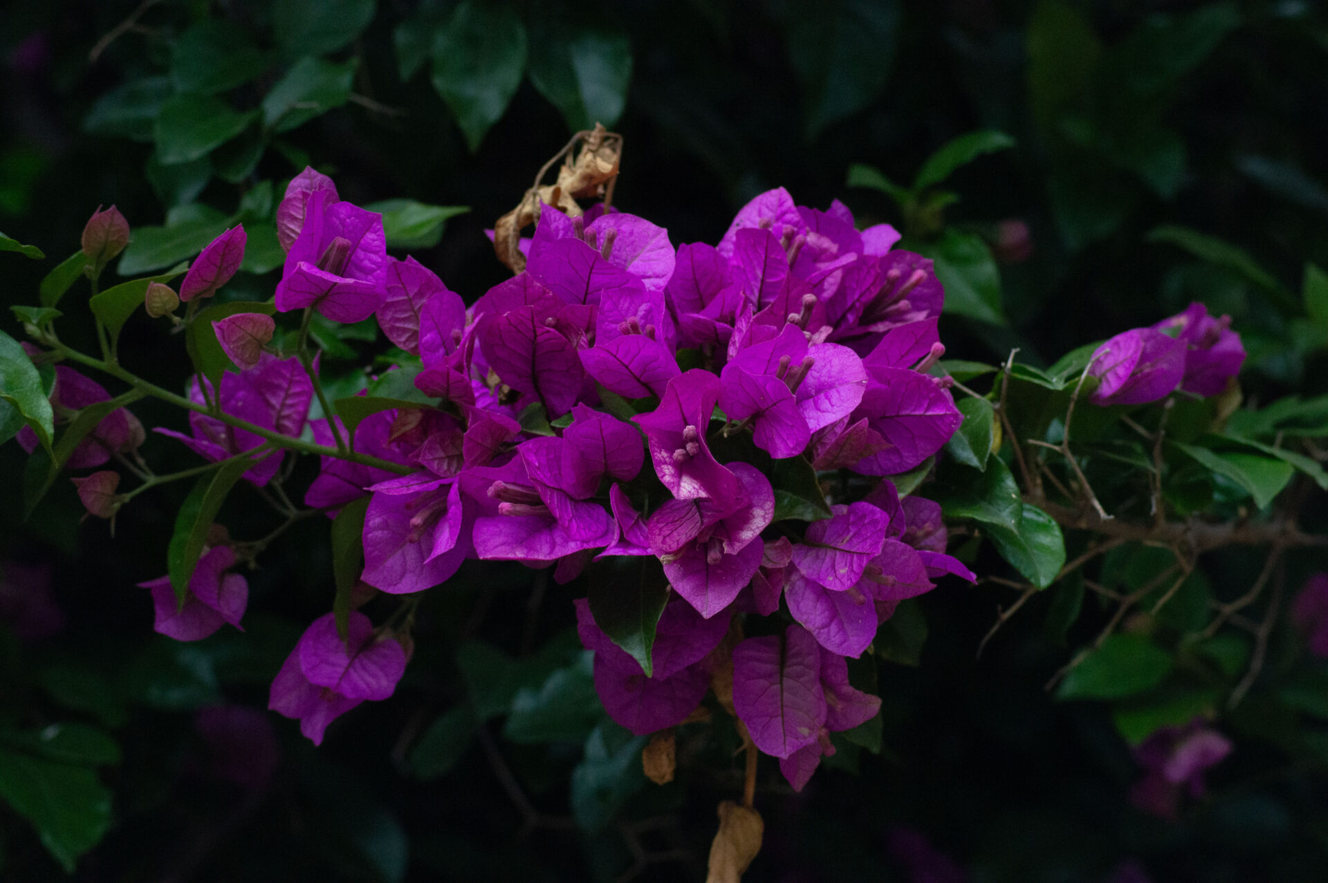 Arbusto con varias flores moradas